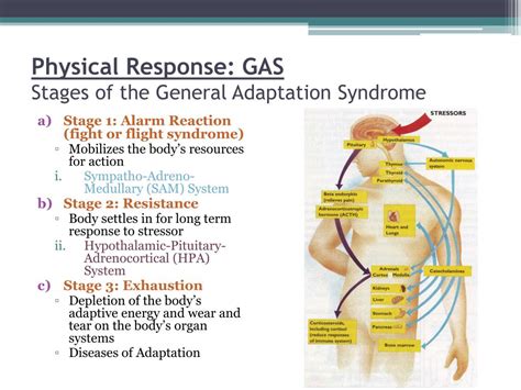 The first GAS stage contains two substages: In the shock phase, body temperature and blood pressure both decrease. Loss of fluid from body tissues also occurs. In the countershock phase, the body's fight-or-flight response is triggered. Heart rate and blood pressure increase as stress hormones and adrenaline are released.. 