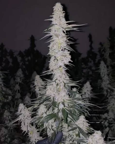 Gas Face is a stinging, very high THC weed strain bred by Seed Junky Genetics. It's a hybrid combining Face Mints with a Biscotti x Sherbet backcross. Gas Face cannabis will check all the boxes ....