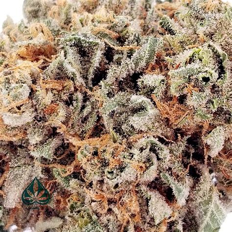 Kush Mints is a cross of Bubba Kush pollen and the clone-only Animal Mints strain bred by Seed Junky Genetics in Southern California. The experts at Seed Junky have crossed a …. 