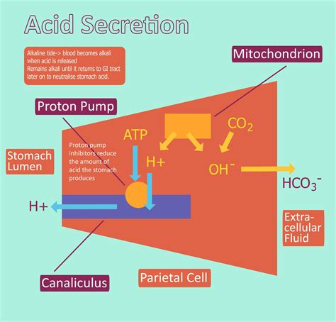 Gastric Acid Production - Regulation - PPI - TeachMePhysiology