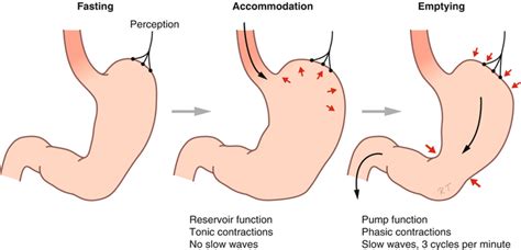 Gastric Emptying SpringerLink