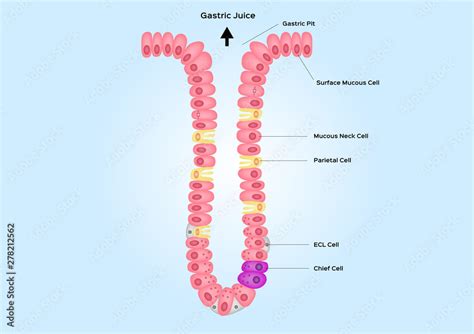 Gastric pits