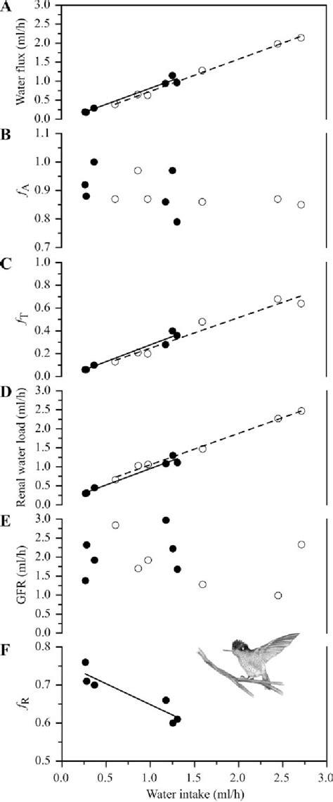 Gastrointestinal and renal responses to water intake in the green ...