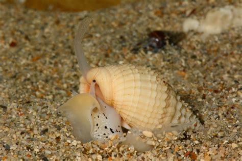Gastropod facts. Things To Know About Gastropod facts. 
