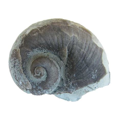 Gastropod fossil identification. Mar 13, 2019 · A shell of Murex sp. (140 mm) from the aperture side, with the apex up; this shell has typical gastropod coiling, but extreme expansion of the aperture away from the apical side, producing a long siphonal process. A shell of Conus textile (70 mm) viewed from the side opposite the aperture, with the apex to the Left. 
