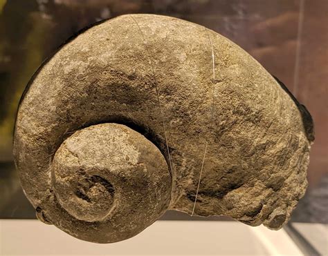 3D fossil models Biology Gastropods can be recognised by their large foot, tentacles, coiled shell (although this is sometimes small or absent) and the presence of torsion, which is where the body is twisted round so that the anus, reproductive organs, mantle cavity and gills all point forwards.. 