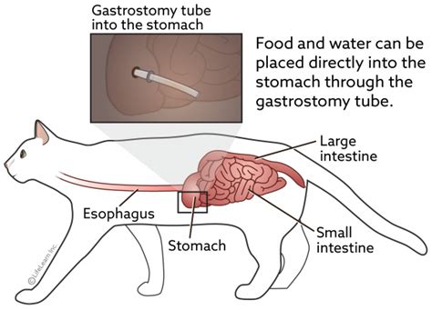 Gastrostomy Tube Feeding in Cats VCA Animal …