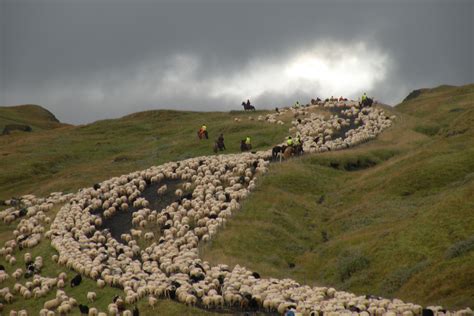 Gathering Ban Exemption Requested for Annual Sheep Roundup