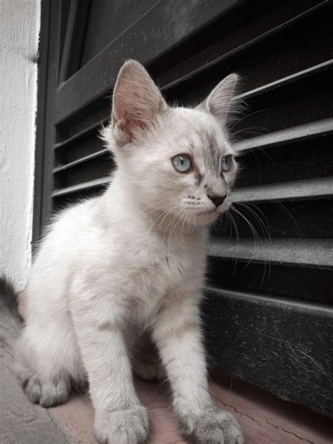 🍑 Gatita Leaks [HD]