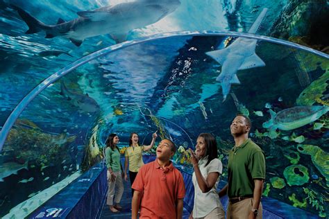 Gatlinburg aquarium tickets. These packages can help families save up to 37% off regular admission prices! Gatlinburg Aquarium Discount Ticket Packages include: -U-Pick 2 (Gatlinburg aquarium + one other Ripley’s … 