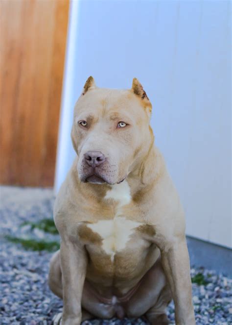 Gator and gotti pitbulls. It has a wide chest, well-defined muscles, and a short tail. The Razor Edge Pitbull’s coat is usually either black or blue in color with white markings on the feet, chest and face. Height: 18–22 inches. Weight: 40–85 pounds. Lifespan: 12–15 years. Colors: 