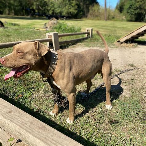 Gator breed pitbull. Jul 7, 2023 · A female Red Nose Pit Bull can grow around 17 to 20 inches (43 to 51 cm) in height and can weigh between 30 to 50 lbs (14 to 23 kg). The male Red Nose Pittie can grow a bit taller and heavier. A male can reach up to 18 to 21 inches (46 to 53 cm) in height and can be as massive as 35 to 60 lbs (16 to 27 kg). Red Nose Pitbull. 