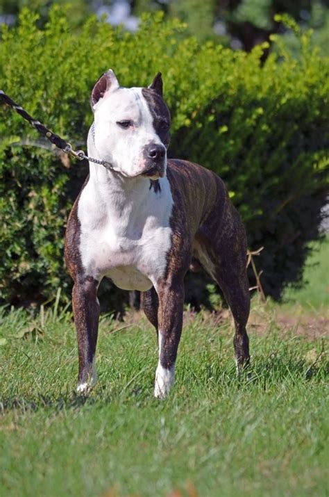Razor Edge Pitbull Appearance. Dave Wilson opted to