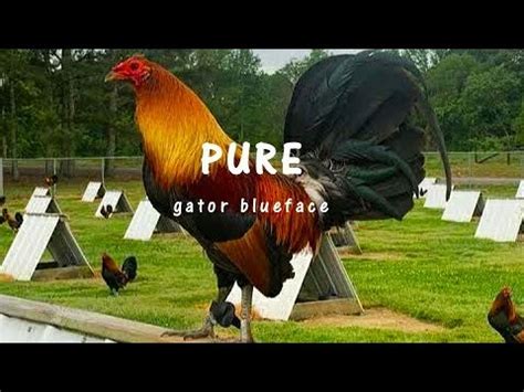 Gator game farm. 12K views, 625 likes, 4 loves, 28 comments, 29 shares, Facebook Watch Videos from Gatorgame Farm: PURE GATOR BLUEFACE STAGS 