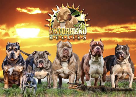We have been in the dog breeding business for over the last decade with the American bully and french bulldogs. Our Kids holding .... 
