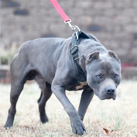 Size: Colby Pits are medium-sized dogs. T