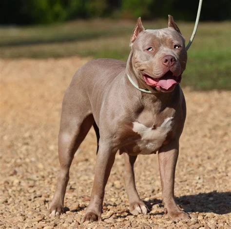 Quality means more than just a handsome puppy, however. At CRUMP'S Kennels, quality includes health, temperament, color, pedigree, structure, superb breed type, intelligence, muscle tone, and function. We have over 20 years of research behind our dogs and it shows. XL XXL American Bully Pitbull Puppies For Sale Worldwide. 