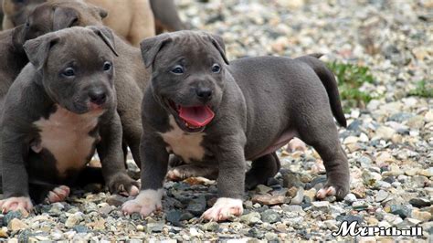 Gator pitbull breeders. When shopping for a Gator Pitbull pup, be sure to find reputable and responsible breeders. Many shady breeders will try to pass off their Pitbulls as Gator … 