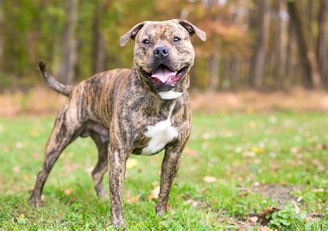 A brindle Pitbull Corgi mix is a mixed breed dog that is a cross between a Pitbull Terrier, which has a brindle coat, and a Pembroke Welsh Corgi. Brindle is a coat color pattern characterized by a base color of gold, red, or tan and dark stripes or patterns that are usually black or dark brown.. 