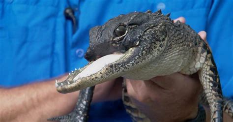 Gator with missing nose and upper jaw finds new home in Florida reptile park