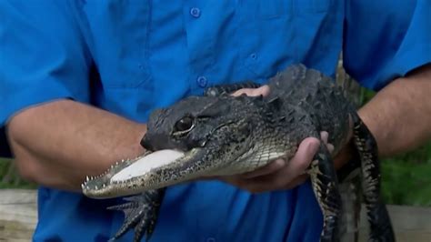 Gator with missing upper jaw finds new home in Florida reptile park