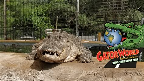 Gator world. Gatorland bills itself as the alligator capital of the world. With 110 acres, 2,000+ alligators and a myriad of other animals and shows, including an alligator … 
