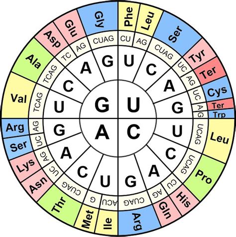 GUU - Val GCU - Ala GAU - Asp GGU - Gly GUC - Val GCC - Ala GAC - Asp GGC - Gly GUA - Val GCA - Ala GAA - Glu GGA - Gly GUG - Val GCG - Ala GAG - Glu GGG - Gly Inverse table of Standard Genetic Code This table shows the amino acid and the codons for each. The direction of the mRNA is 5' to 3' Ala GCU, GCC, GCA, GCG Leu UUA, UUG, CUU, CUC, CUA, CUG . 
