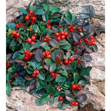 Gaultheria procumbens &Gaubi&PBR checkerberry [Big Berry …