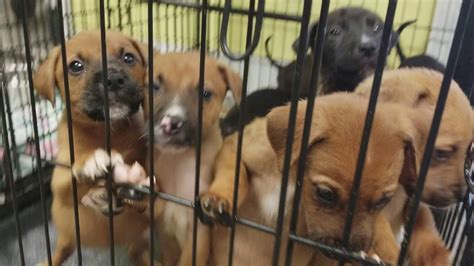 Search for shiba inu rescue dogs for adoption near Gautier,