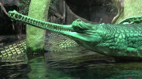 Gavial Onlyfans Leak