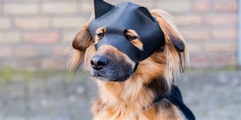 Gay Dog Mask Explained