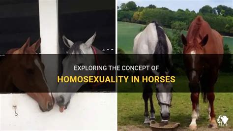 Gay Horse