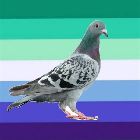Gay Pigeon Profile Picture