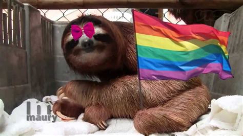 Gay Sloth