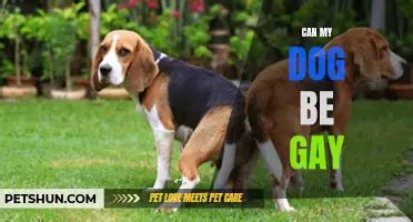Gay dogs