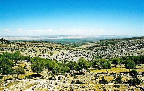 Gaziantep Araban En Yakin terapi halı yıkama