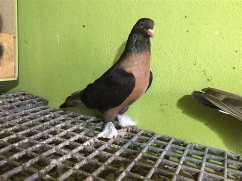 Gaziantep satılık güvercin fiyatları