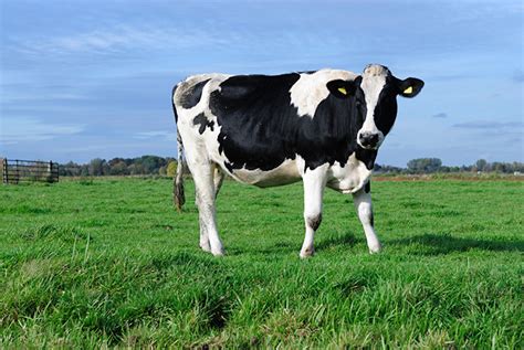 Gazing into the Crystal Ball: Dairy Demand & Productivity Will ...