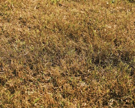 Gazon qui jaunit malgré arrosage