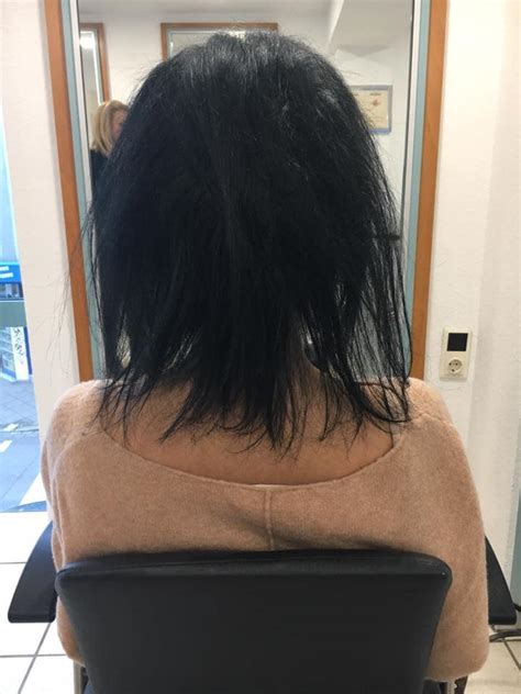 Gbo4B: The Ultimate Guide to Finding Responsible Papillon Puppy Breeders image 1