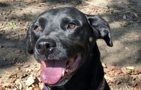 Geauga county apl. Do you have room in your heart and in your home to help save a life? Please consider fostering, foster to adopt, or adopting. email foster@acapl.org for more information. Adoption Application. McCoy. 48902616. Dog. Male/Neutered. Mixed Breed, Large (over 44 lbs fully grown)/Mix. 
