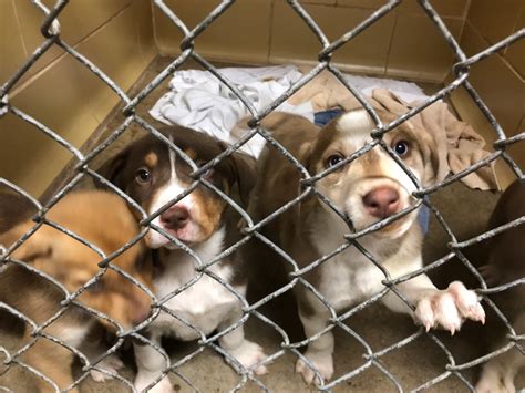 The City of Denton Animal Shelter is open for adoptio