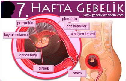 Gebelikte 7. Hafta.