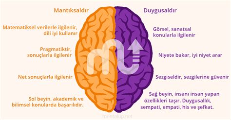 Gebenin sağ veya sol kasığında.