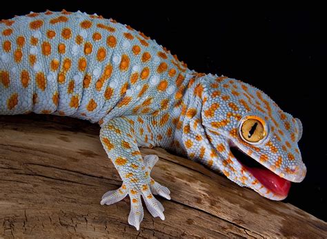 Bahkan gecko juga suka mengonsumsi serangga lain yang berukuran lebih dari jangkrik, seperti kalajengking. 5. Punya perlindungan diri yang sama seperti cicak. torstensimon. Gecko memiliki pertahanan diri yang sama dengan cicak yaitu dengan autotomi atau memutuskan ekornya ketika berhadapan dengan predator. Uniknya gecko …. Gecko