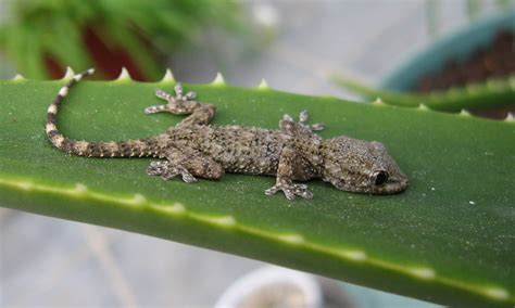 Gecko Onlyfans Leak