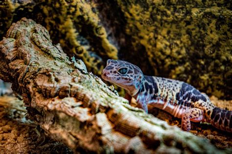 Geckos die tierischen antwortführer q a für den neugierigen naturforscher. - Harry potter et le prince de sang-mêlé.