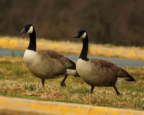 Geese Photos, Download The BEST Free Geese Stock …