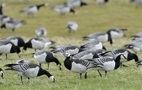 Geese flock to Scottish shores - Scottish Nature Notes - Our work