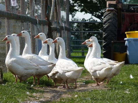 Geese for sale. Franconian Geese. They graze a lot more extensively than the Legarth geese. They are, in our opinion, more nervy than the Legarth. They are excellent broodies and sit very well. They are also good parents. This is … 